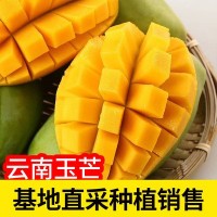 云南玉芒果甜心芒大果新鲜当季水果香甜玉芒青皮芒