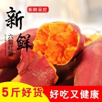 福建特产新鲜现挖现发沙地地瓜六鳌红薯 红心蜜薯 儿童辅食中大果