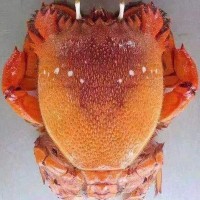老虎蟹 鲜嫩多汁老虎蟹海鲜食材水产批发 老虎蟹