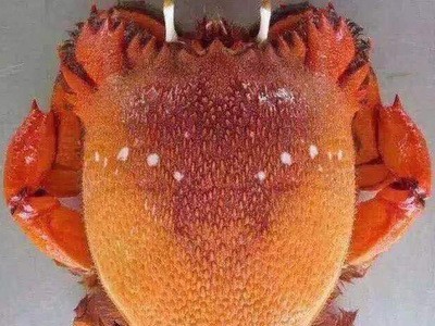 老虎蟹 鲜嫩多汁老虎蟹海鲜食材水产批发 老虎蟹图5