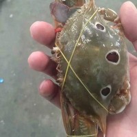 上海直销三点蟹,三眼蟹，冻蟹，80-100规格 蟹肉饱满,