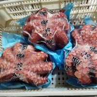 泡沫箱章鱼