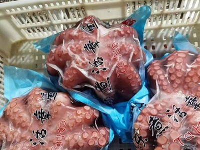 泡沫箱章鱼图4