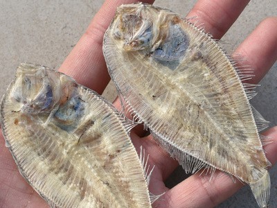 小号大地鱼干商用海鲜干货左口小鱼干铁铺风干海鱼比目鱼干图4