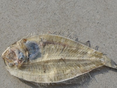 小号大地鱼干商用海鲜干货左口小鱼干铁铺风干海鱼比目鱼干图3