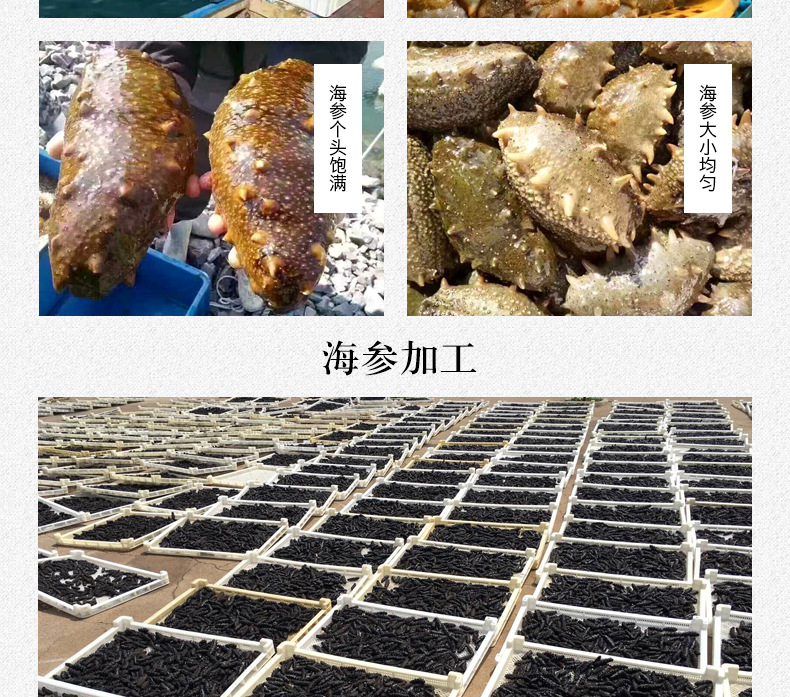 辽参刺参7X级-500g_04