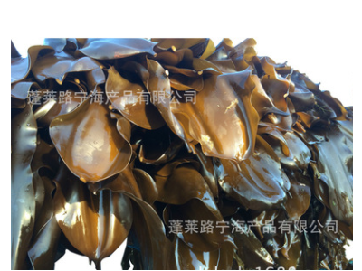 长岛干海带 【单选】【特宽海带】【大宽菜】 【精品海带】图4