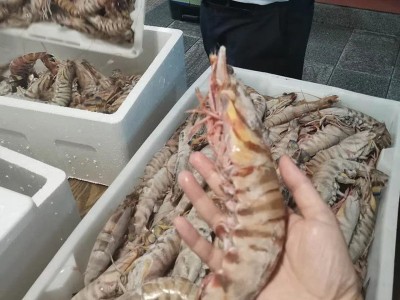 批发深海海鲜竹节虾 冷冻斑节虾 整只虎虾竹节虾图3