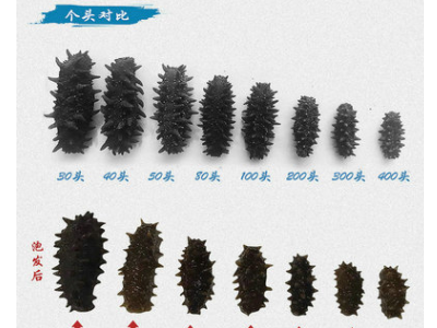 俄罗斯进口海参刺参干货 淡干海参50g 8.5成干海参一件代发图2