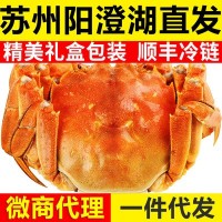 现货苏州阳澄湖镇大闸蟹鲜活全母螃蟹礼盒装【团购代理顺丰发货】