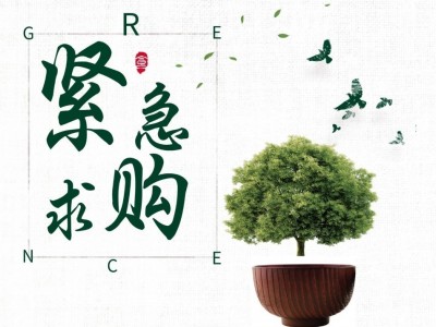 招募收未嫁接桃树苗供应商图4