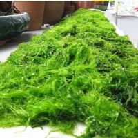 厂家直供 250g 海苔条 海苔炒花生 苔菜条渔民自晒