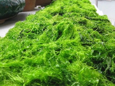 厂家直供 250g 海苔条 海苔炒花生 苔菜条渔民自晒图5