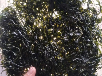 散装250g海带丝 免洗淡干 酒店食材火锅食材 南北干货 厂家图2