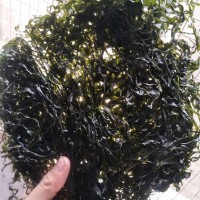 散装250g海带丝 免洗淡干 酒店食材火锅食材 南北干货 厂家
