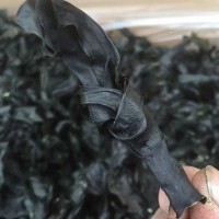 海带结批发 500g 免洗淡干 酒店食材 火锅食材 南北干货 厂家直供