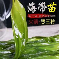 福建源头厂家直供小海带苗批发 火锅海带 散装500g海带苗 供应