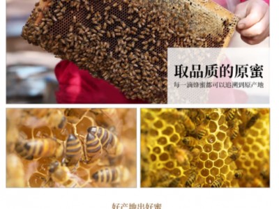 液态小瓶蜂蜜 百花蜂蜜 批发枣花蜜土蜂蜜洋槐 原蜜一件代发批发图2