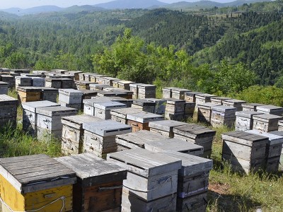 土蜂蜜陕西秦岭厂家供应 定制多种规格包装瓶装蜂蜜OEM贴牌图4