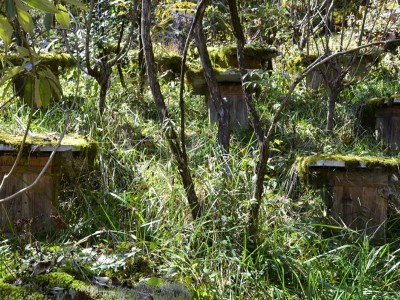 土蜂蜜陕西秦岭厂家供应 定制多种规格包装瓶装蜂蜜OEM贴牌图3