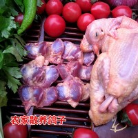 白条鸽肉厂家直销支持一件代发
