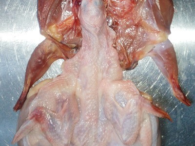 鹌鹑肉大量批量发货，零售10只真空包装图2