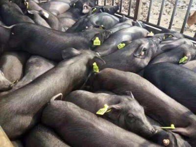 苏太母猪价格 长期收购怀孕投胎母猪仔 出栏小猪幼崽散养育种猪苗图3