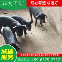 苏太母猪价格 长期收购怀孕投胎母猪仔 出栏小猪幼崽散养育种猪苗