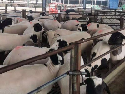 杂交绵羊黑头杜波养殖场纯种羊羔澳洲绵羊瘦肉型食用黑头杜波羊羔图4