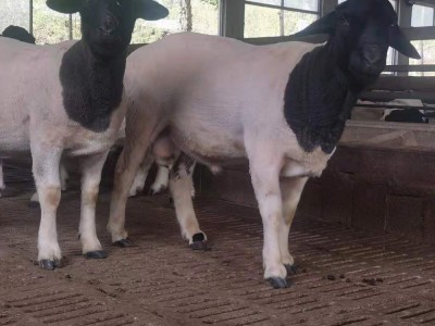 杂交绵羊黑头杜波养殖场纯种羊羔澳洲绵羊瘦肉型食用黑头杜波羊羔图2