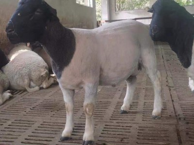 杂交绵羊黑头杜波养殖场纯种羊羔澳洲绵羊瘦肉型食用黑头杜波羊羔图3
