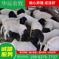 杂交绵羊黑头杜波养殖场纯种羊羔澳洲绵羊瘦肉型食用黑头杜波羊羔