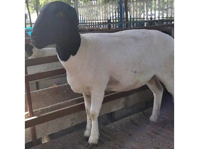 杂交绵羊黑头杜波养殖场纯种羊羔澳洲绵羊瘦肉型食用黑头杜波羊羔图5