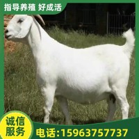 养殖场改良育种美国白山羊幼崽 孕山羊带种羊羔繁殖育种小羊羔