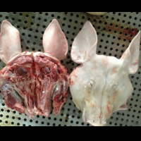 批发免洗猪头脱毛 冻猪头肉猪副产品冷冻猪头 冷冻食材临沂生猪头