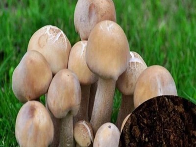 厂家出售有机肥 发酵羊粪 蘑菇用肥 欢迎来电咨询图2