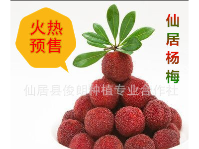 【俊朗预售本地新鲜仙居特等东魁杨梅 产地直发 批发零售 招代理图2