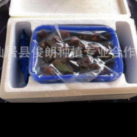 预售仙居新鲜特等东魁杨梅 原产地直发 江浙沪到家 3斤装六月上市