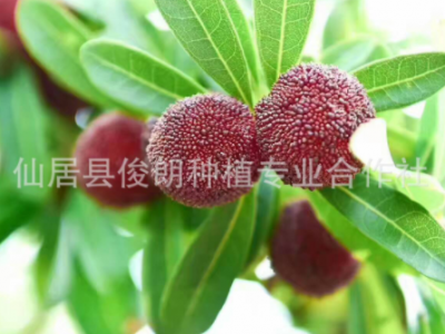 预售新鲜本地仙居特等荸荠杨梅 产地直发 江浙沪到家 3斤装真空图5