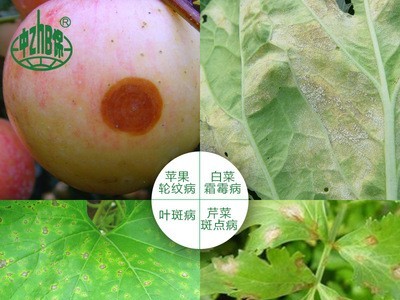 中保农药 代森锰锌全络合态保护杀菌剂 轮纹斑点落叶病1000克*2袋图2