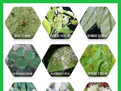 双吉石硫合剂水剂-果树腐烂病杀螨涂白剂杀菌清园农药1kg*20瓶/箱图3