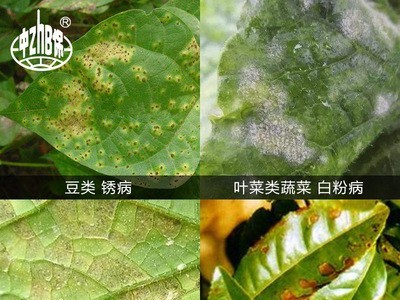 利民 白百菌清青 75% 白粉病 霜霉病 多种作物广谱杀菌剂1kg*2袋图3