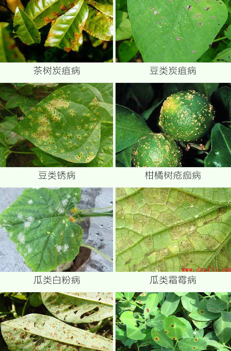 百菌清详情_04.jpg