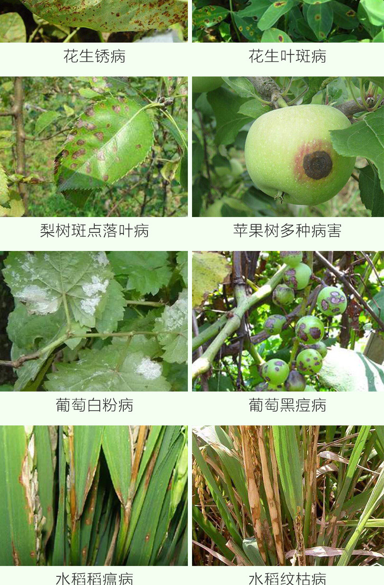 百菌清详情_05.jpg