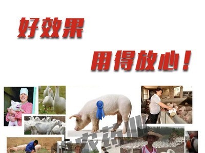 延胡索酸泰妙菌素98% 山东胜利 猪药鸡鸭鹅药水产鱼药批发图3