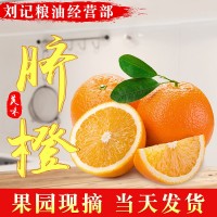 一件发货大凉山雷波脐橙 四川橙子 新鲜水果现摘橙子果园