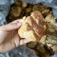 东北大兴安岭猴头干货猴头菇特产