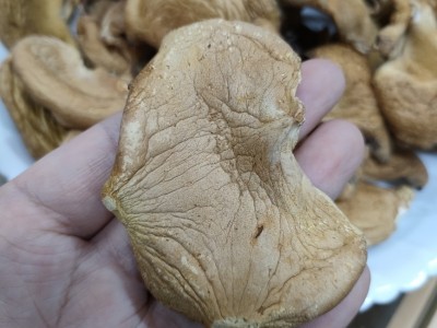 东北大兴安岭特产元蘑精选圆蘑菇香菇干货榛蘑冻菇散装500克图4