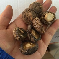 大兴安岭香菇干小花茹特产干货500克