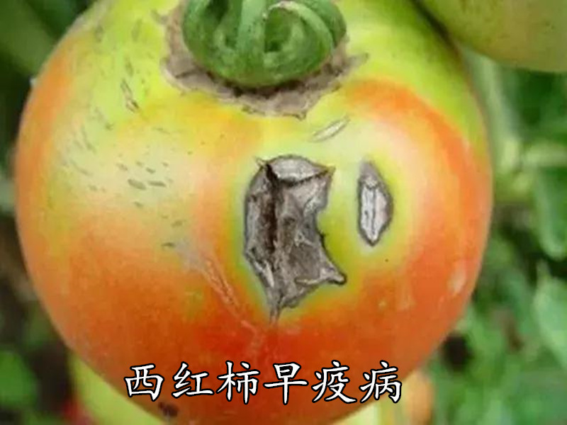 早疫病